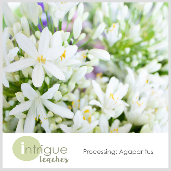 Agapanthus Processing