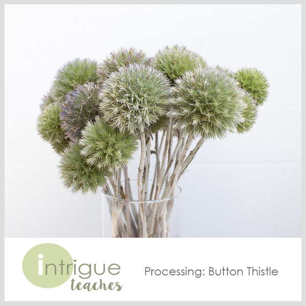Button Thistle Processing