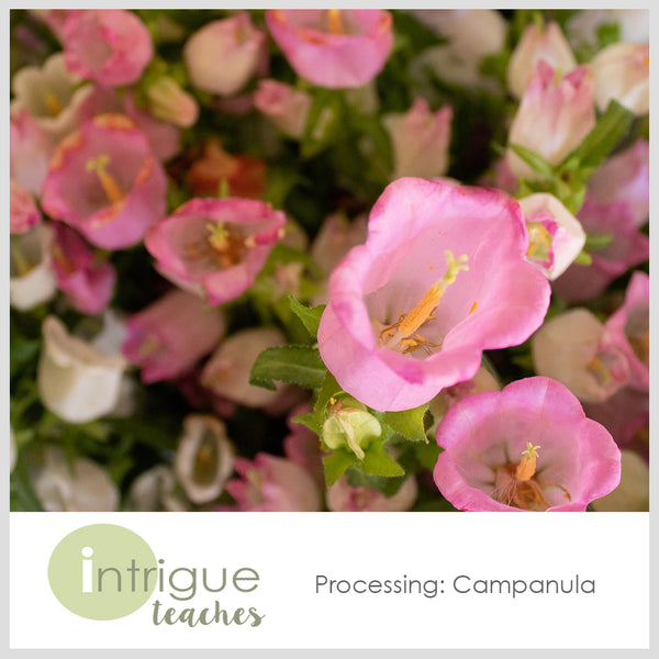 Campanula Processing