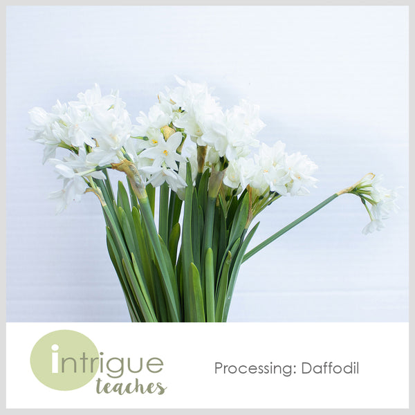 Daffodils Processing