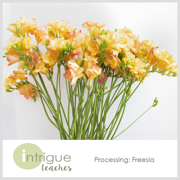 Freesia Processing