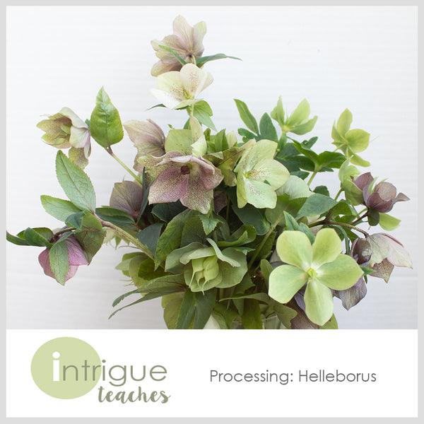 Helleborus Processing