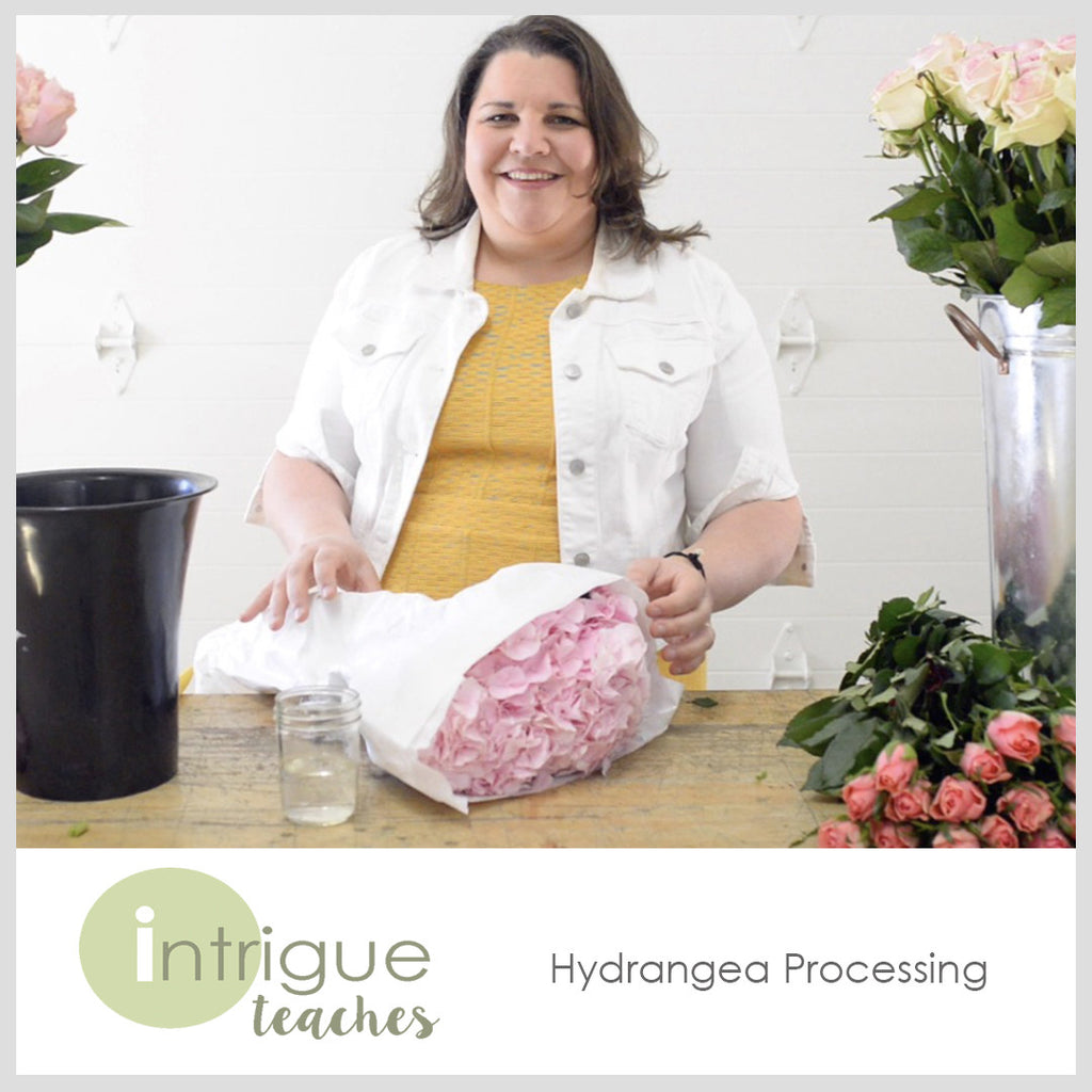 Hydrangea Processing