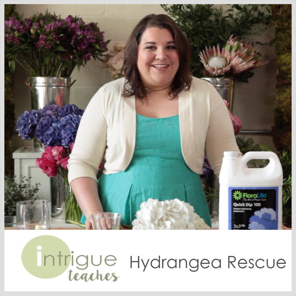 Hydrangea Rescue