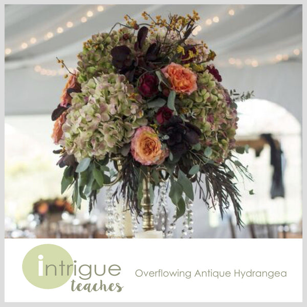 Overflowing Antique Hydrangea