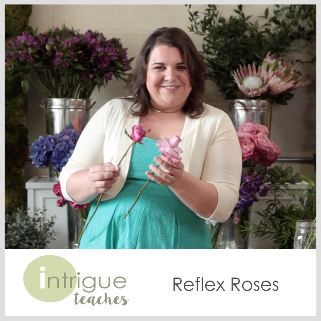 Reflex Roses