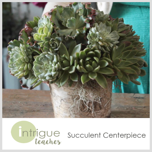 Succulent Centerpiece